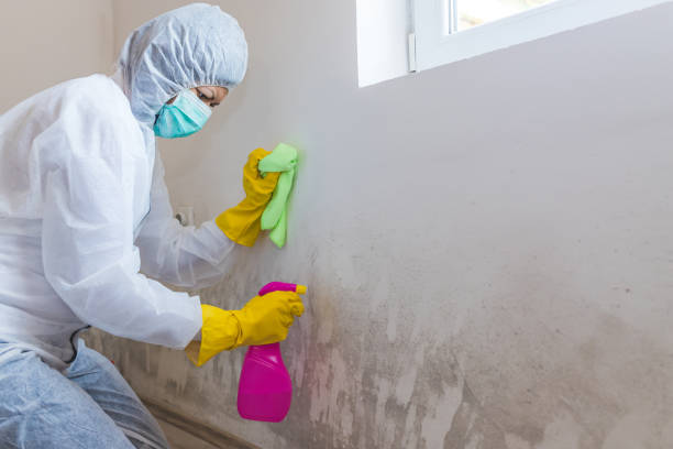 Professional Mold Removal & Remediation in Magnolia, MS